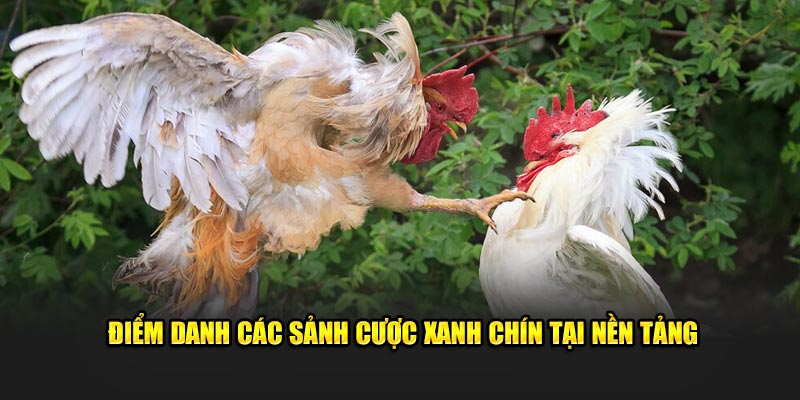 Điểm danh các sảnh cược xanh chín tại nền tảng